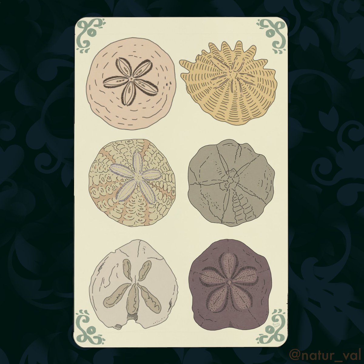 Tarots Before Time - Deniers. The suit of Pentacles. I chose “sand dollars” fossils, i.e. echinoids of the Dendrasteridae family characterized by a rounded and flattened shape that resembles a coin. P.S. There are actually a couple of interlopers from other genres 6: achievement
