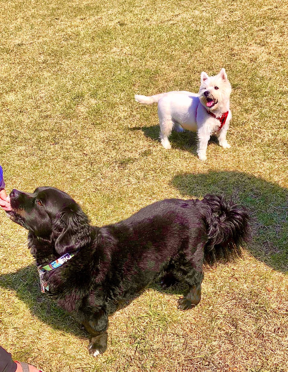 Benji & Bear haven a great time today at the Park !