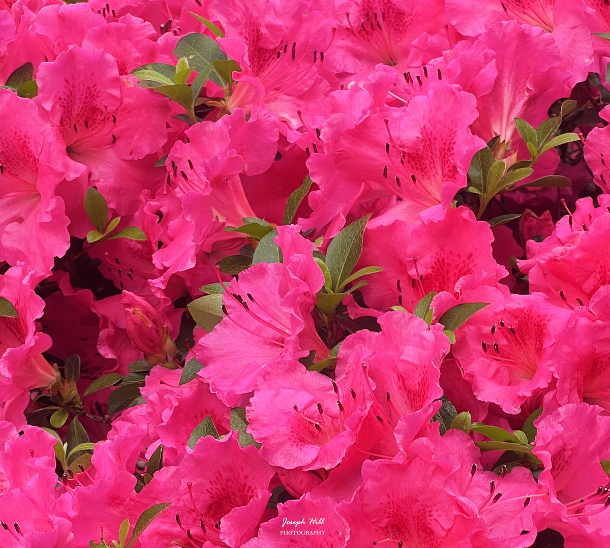 Azaleas🌺
Photo By: Joseph Hill🙂📸🌺

#Azaleas🌺 #flowers #nature #spring #beautiful #colorful #Peaceful #NaturePhotography #flowerphotography #SouthernPinesNC #May