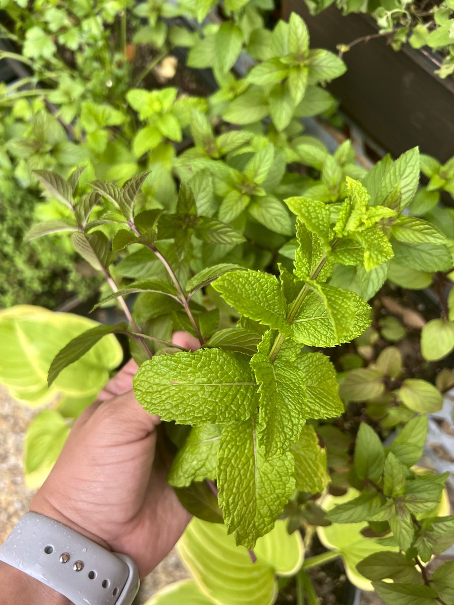 summer_galvez's tweet photo. Itβs so nice to cut fresh herbs from my mini garden when Iβm in the kitchen! Snipped a few sprigs of mint for some fresh pressed juice blends for detoxing and smoothies.
#pocketsofjoy π https://t.co/MElYoJAtfa