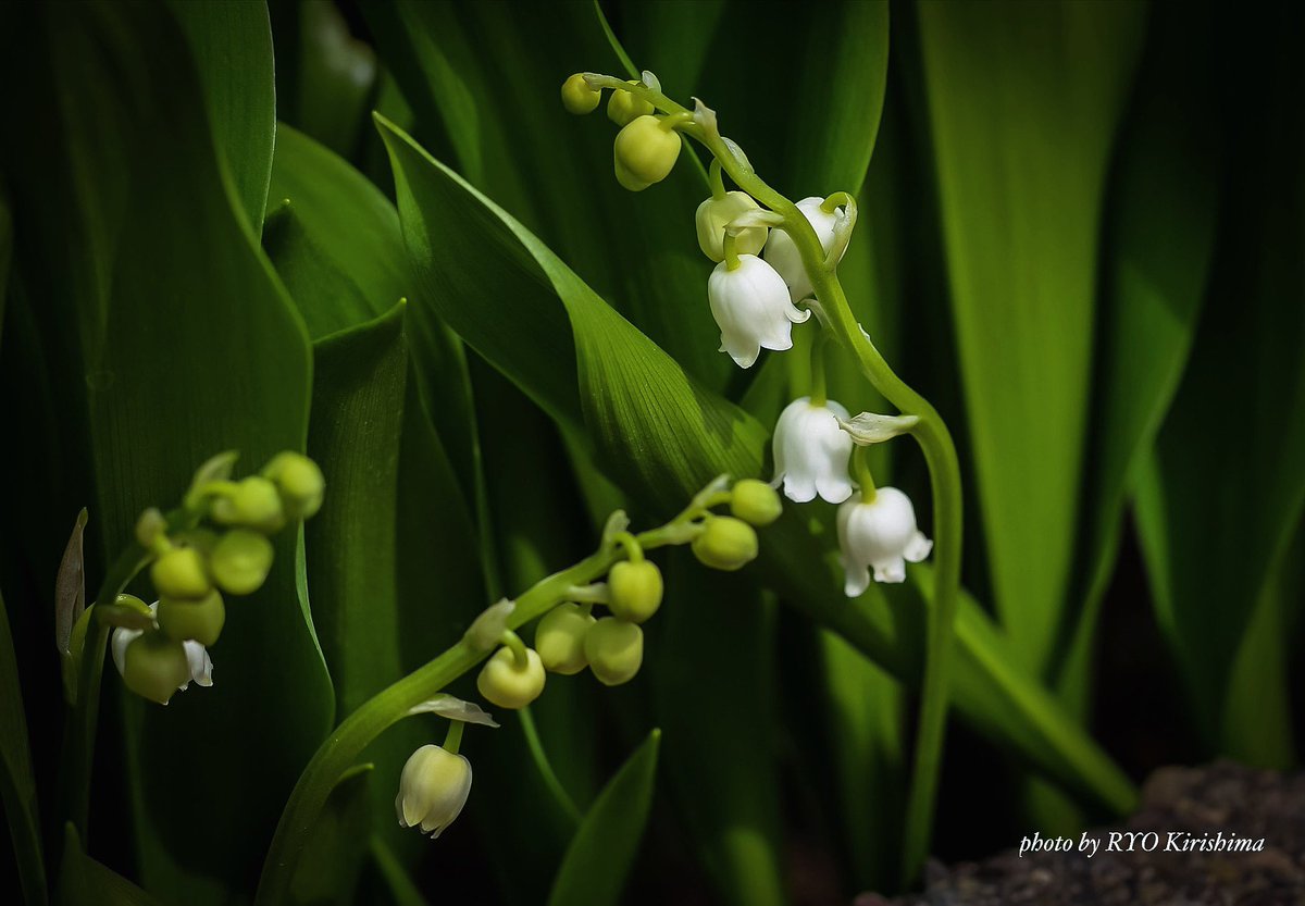 今年初の鈴蘭。
春の希望、という感じがする。

#北海道大学植物園 #スズラン #花 #カメラ散歩 #photo #flower #nature #写真撮ってる人と繋がりたい #花好きな人と繋がりたい #ファインダー越しの私の世界 #レンズ越しの私の世界 #キリトリセカイ #ダレカニミセタイハナ