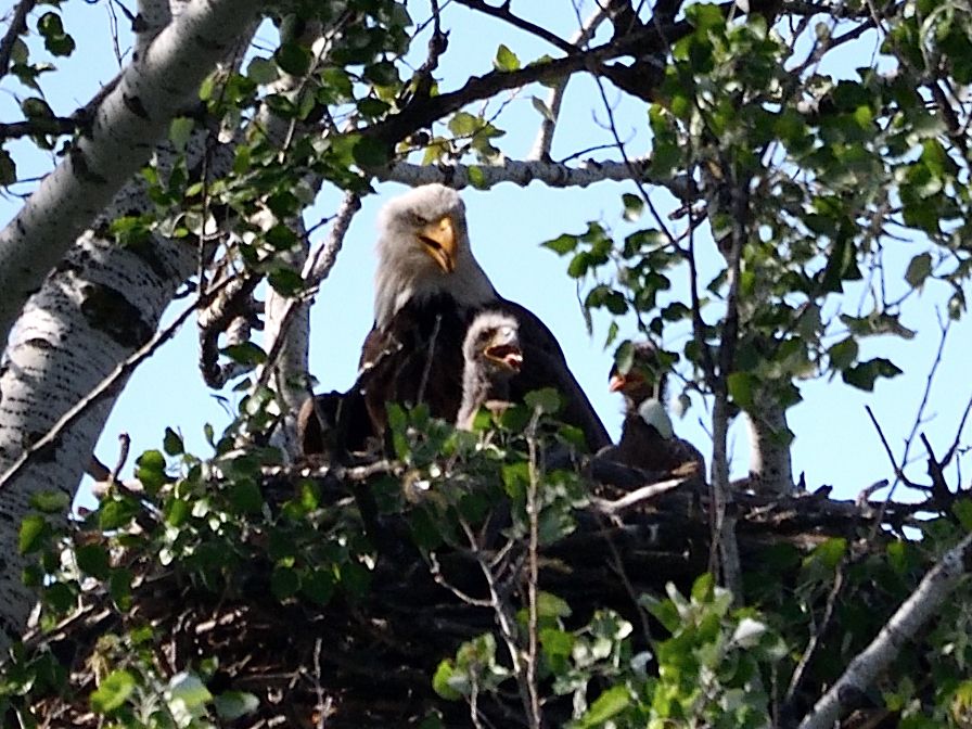 These pictures of the bald eagle and its babies were sent to me yesterday.  Amazing bit of nature right here in Orland Park.