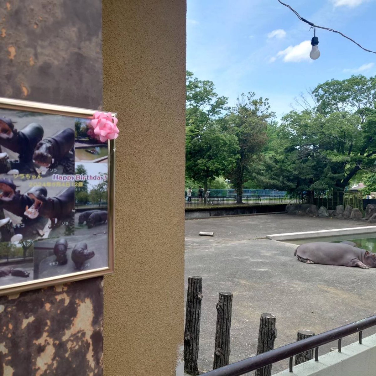 5月4日はカバのソラ♀の12才の誕生日でした🎉
飼育員特製のケーキで誕生会🎂
今年もたくさんの人にお祝いしていただきました😀
#熊本市動植物園 
#カバ
#ソラ
#モモコもおすそわけ