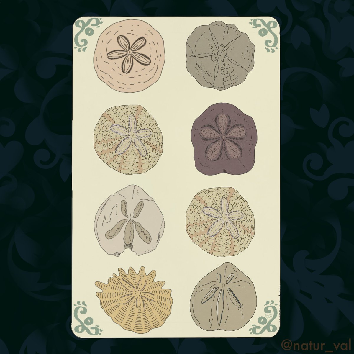 Tarots Before Time - Deniers. The suit of Pentacles. I chose “sand dollars” fossils, i.e. echinoids of the Dendrasteridae family characterized by a rounded and flattened shape that resembles a coin. P.S. There are actually a couple of interlopers from other genres. 8: change