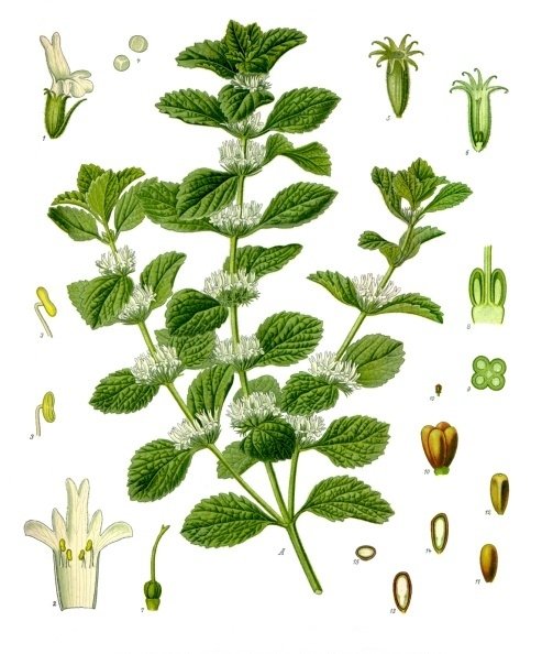 Herbs grown in VA gardens in the 18th century were used medicinally by both free and enslaved people. Horehound, which originated in North Africa, Europe and Central Asia treated respiratory ailments. Echinacea, native to North America, was often used for stomach problems.