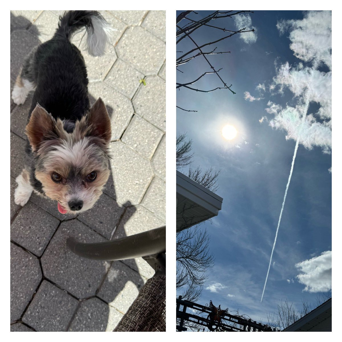 Gio. Glorious sunny 🌞 warm spring day 🐾🙌🥰🫶🏼🌞#SpringIsComing