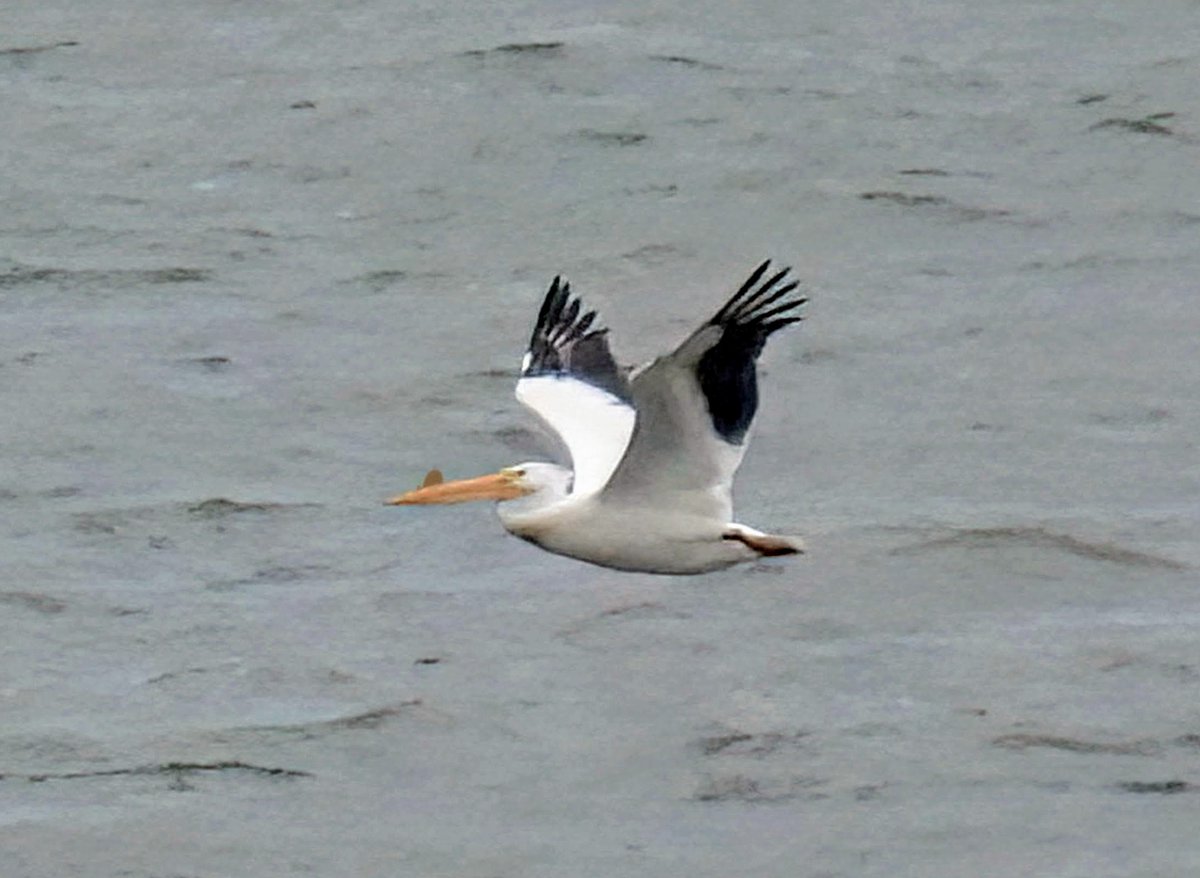 This American White Pelican, Manhattan's first documented record of the species, continued flying and floating around Upper New York Bay today. We took this photo from the Staten Island Ferry.