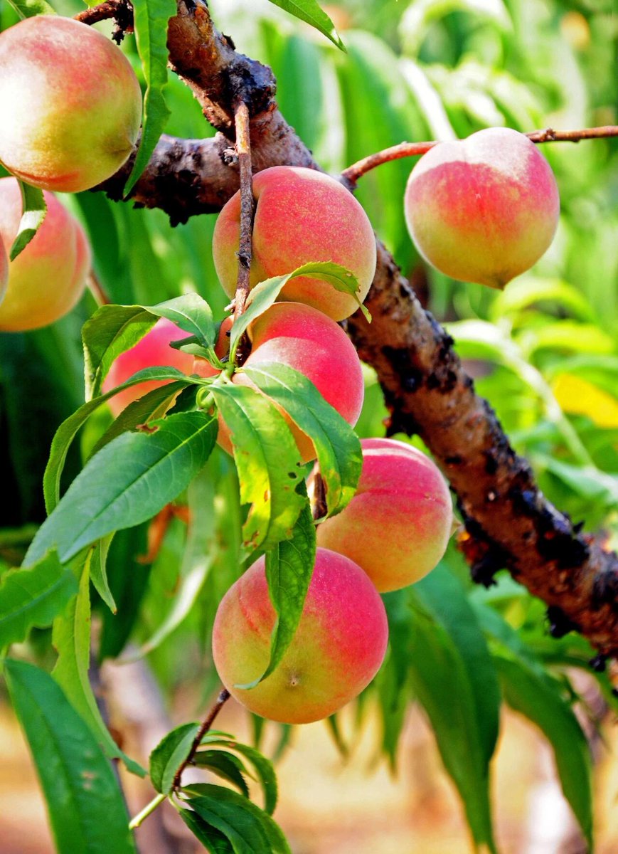 台湾甘桃🍑摘み取り園です