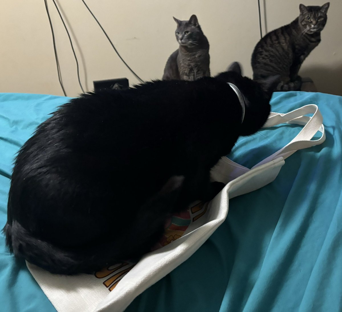 We had to inspect the lovely tote bag we got from the generous @CharliePawsUp to give it our paws of approval 😂 🐾 happy Mother’s Day momb