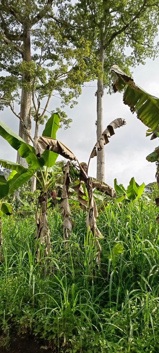 Good morning, nature enthusiasts. The Congo Basin is not only home to magnificent forests but also to indigenous communities whose livelihoods depend on its resources.Let's promote sustainable development that respects both the environment and the people of the region.