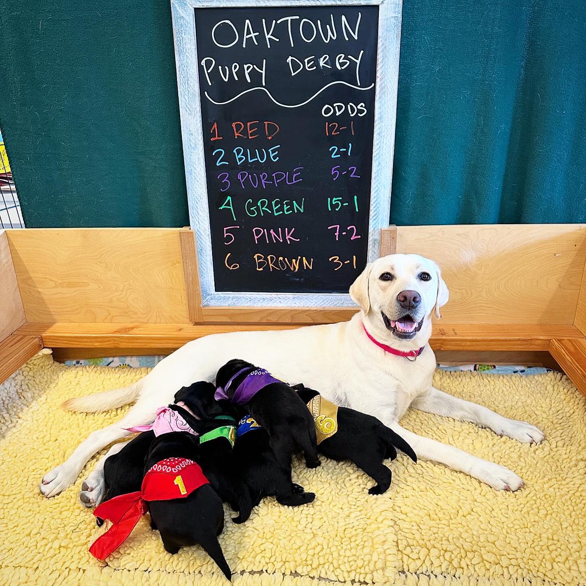 What’s better than the #KentuckyDerby? A Puppy Derby! When it’s feeding time, these #puppies come a running. 🐎 @canineorg #puppyderby