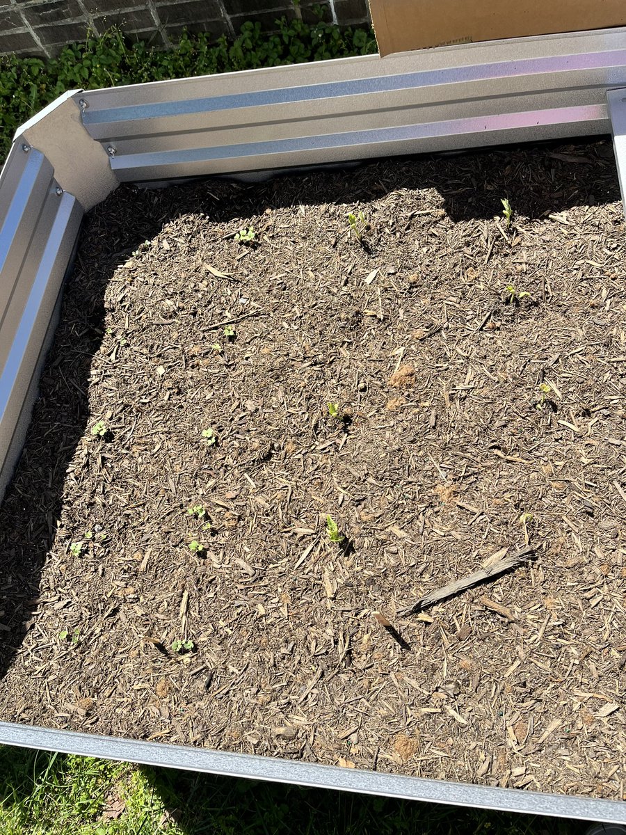 And just like that we have sprouts 🌱 <a href="/PATSTJHigh1/">PATS Program at GTJHS</a> <a href="/GretaHarrison18/">Greta Harrison</a>