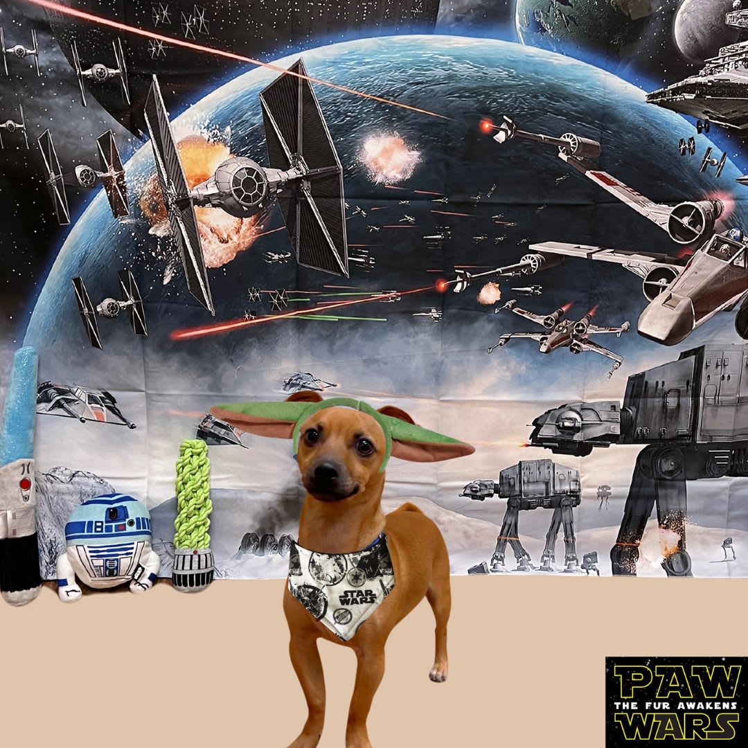 May the 4th be with chew 🐕
 
Comment and let us know which side of the force you'd be on!

#starwarsday #jedi #sith #usetheforce #campfun #daycare #boarding #campbowwow #henderson