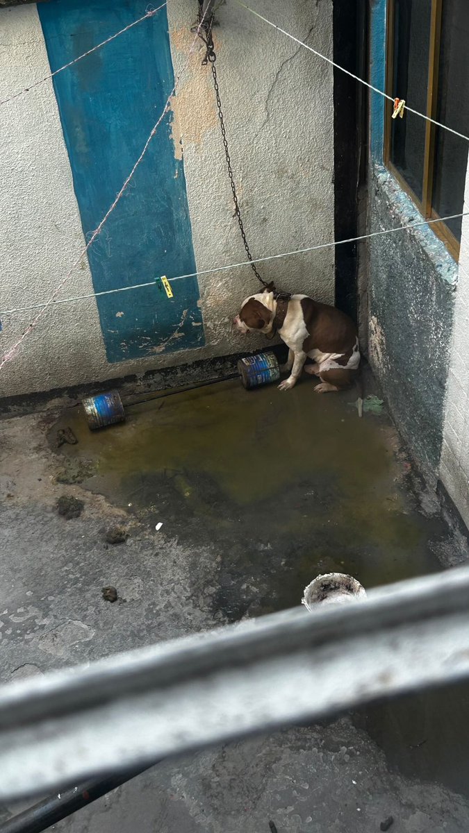 Hola @propaem_sma. Este perrito lleva años en estas condiciones. Sobra describirlas. Recibe golpes diarios también. TENEMOS HOGAR TEMPORAL así que de NINGUNA manera queremos que se vaya a sus centros de control canino. ¿Qué día de esta semana pueden ir a sacarlo y entregarnoslo?