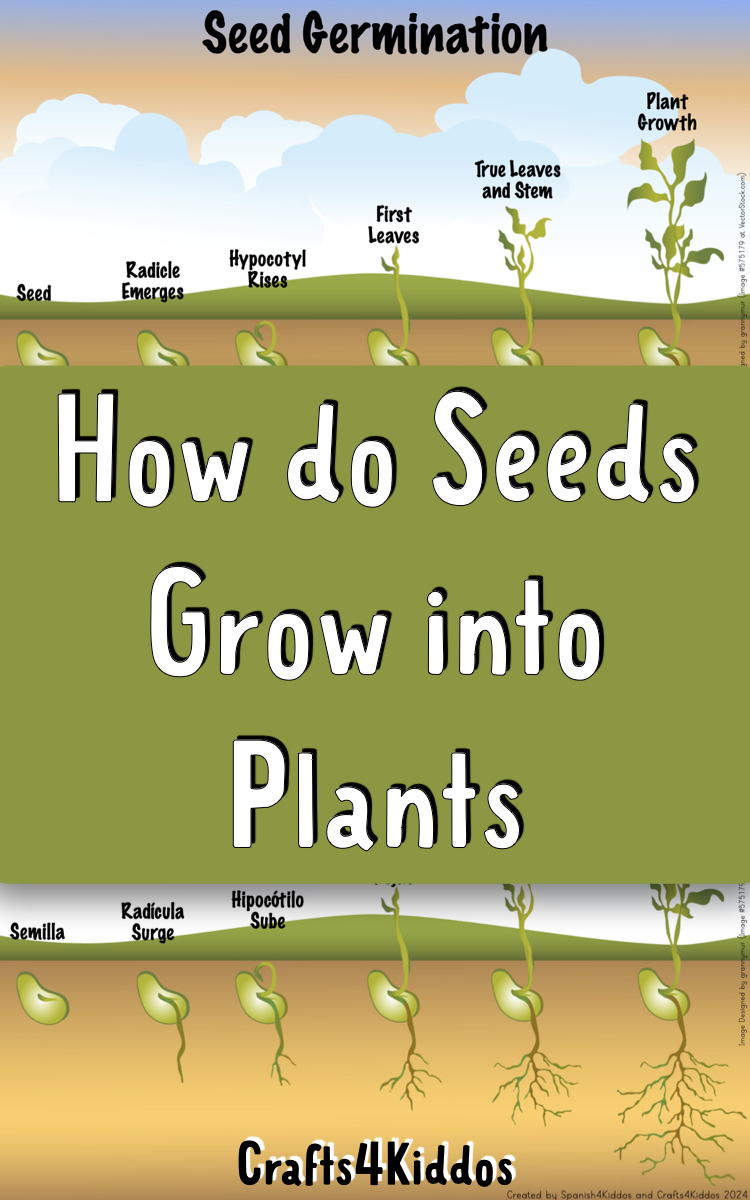 🪴 How do seeds grow into plants? Complete guide - crafts4kiddos.com/how-do-seeds-g… 

#science #forkids #plants
