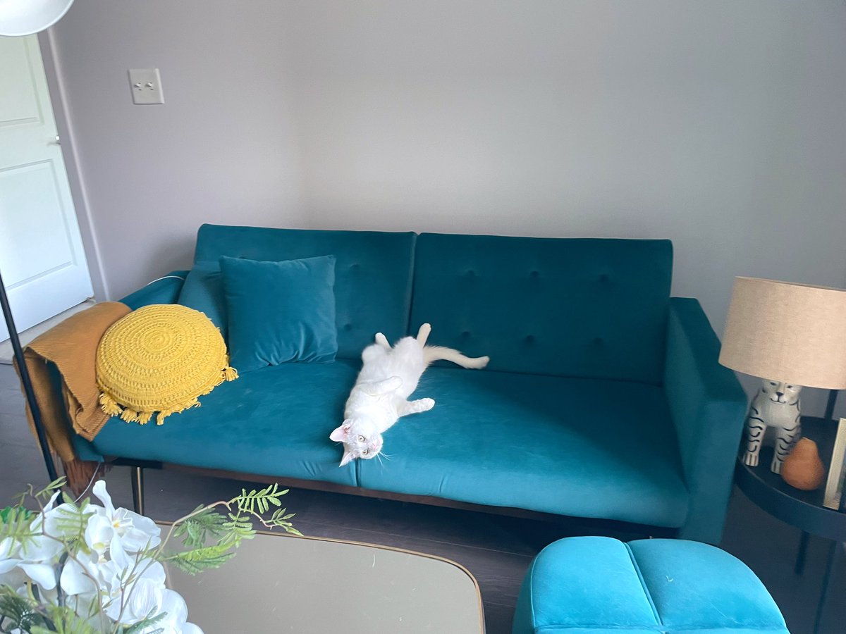 うちのソファ改め巨大ネコベッドでも見てってください
