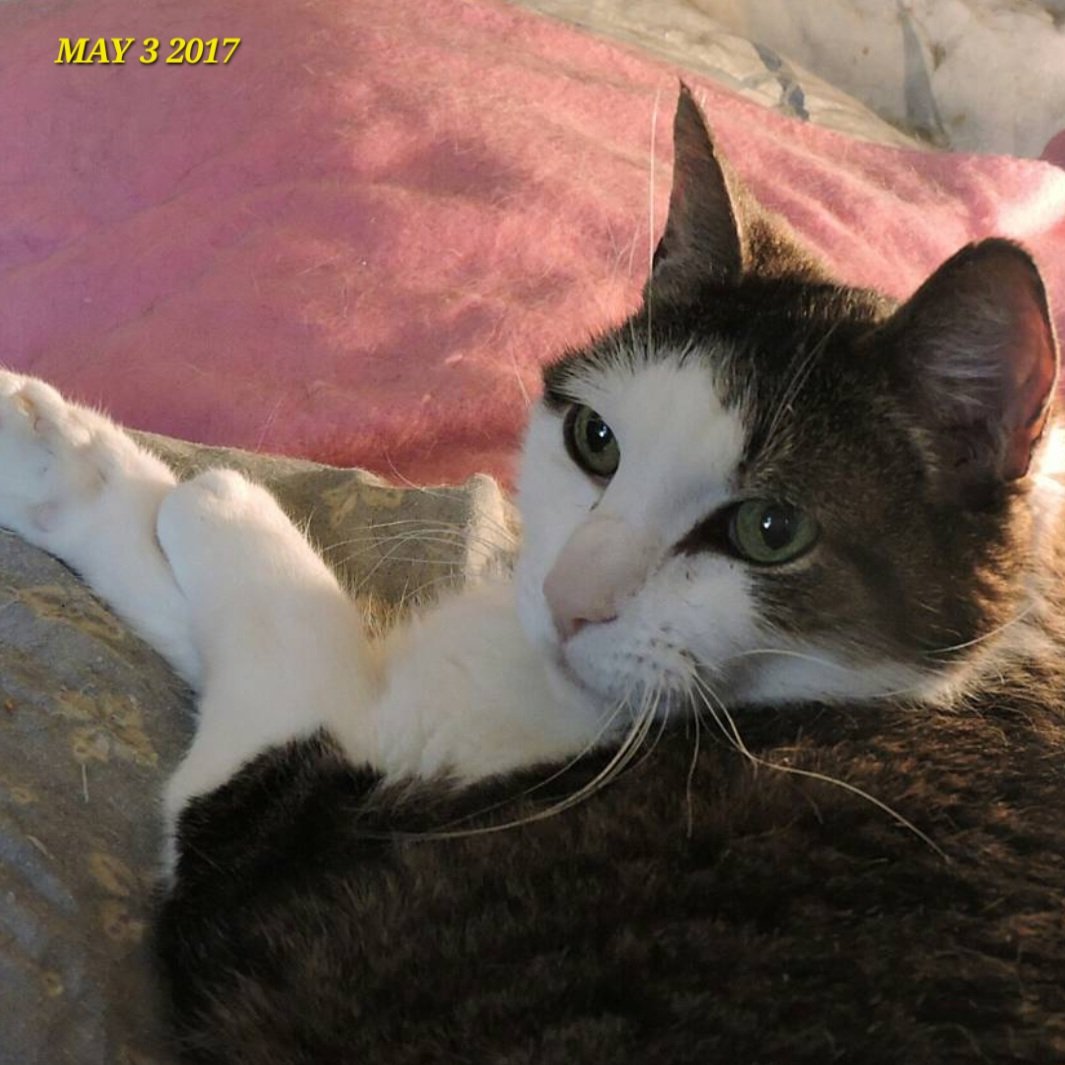 #FelineFriday Memory May 3, 2024 🌈Tony Cat #catoftheday #TonyCat #MrJingles #CheezeburgerTheCat #CheeseburgerTheCat #CatsOfTwitter