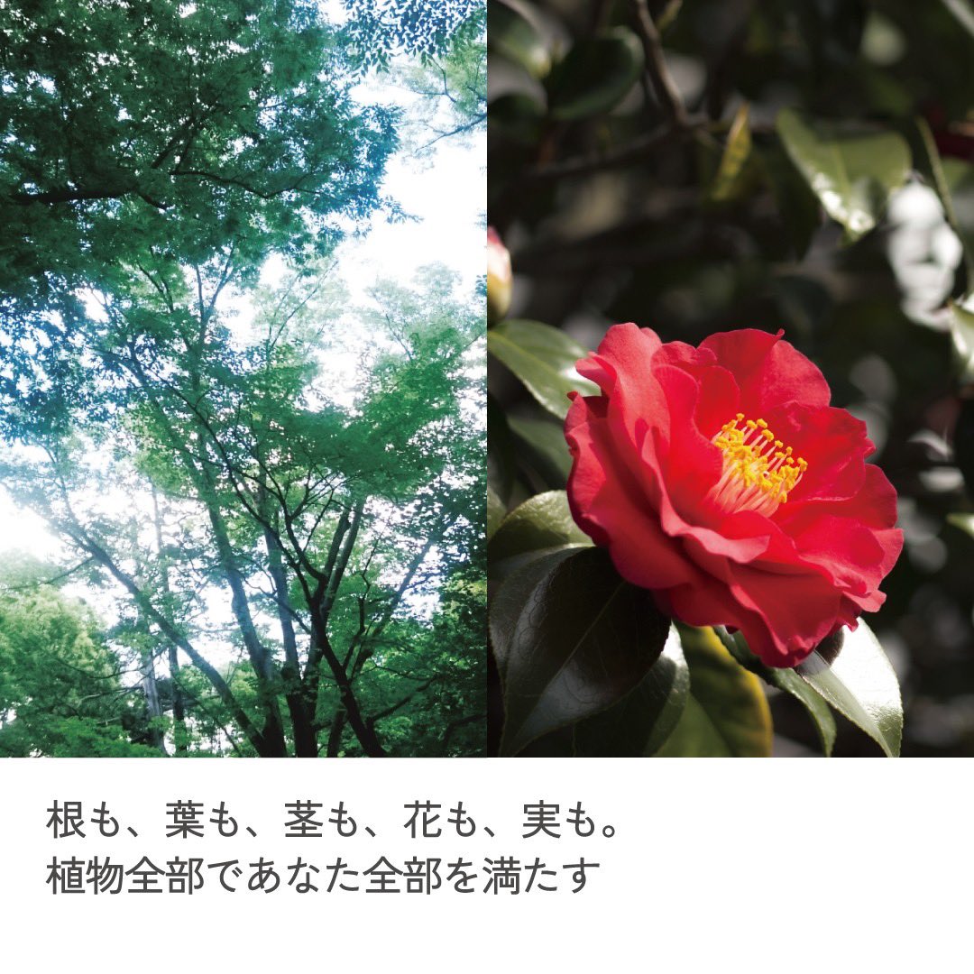 おはようございます☀️

今日は【NEMOHAMO(ネモハモ)】さんをご紹介♪

『根も、葉も、茎も、花も、実も。植物全部であなた全部を満たす。』という想いが込められた、京都発のオーガニックコスメです✨

高麗人参(オタネニンジン)をあますことなくエキス化し、使用しています♪

#welala
#スキンケア