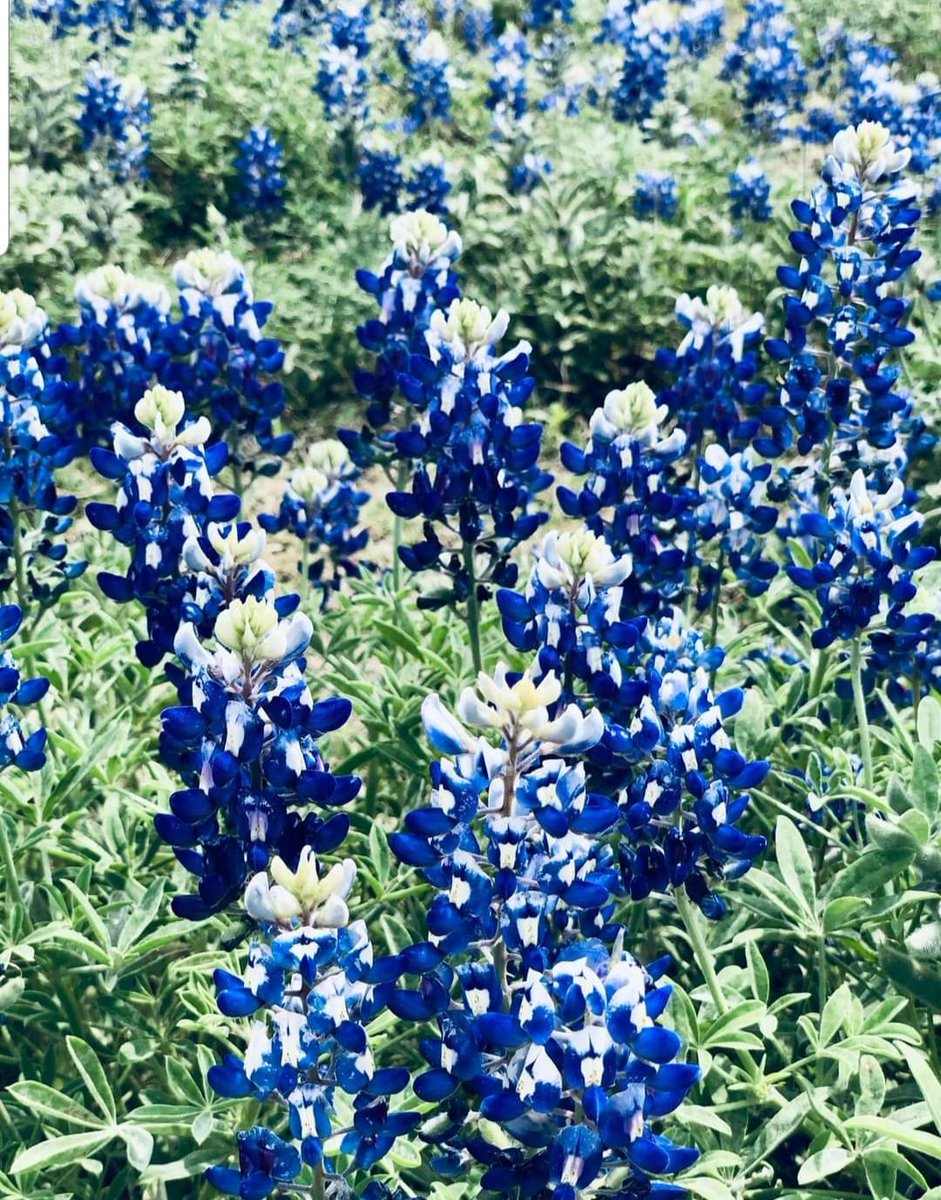 💙 Texas Bluebonnets: A little bit of God's Gifts To Texas 💙

#GodsGiftToTexas