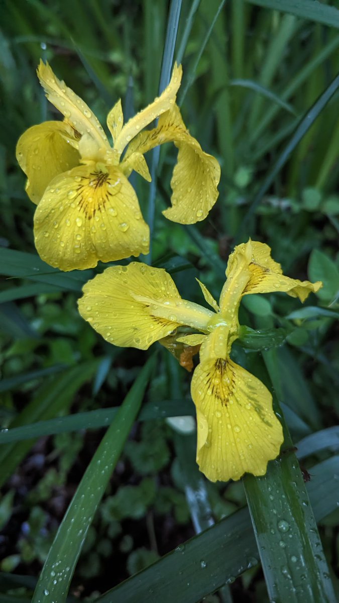 Good night folks.

Here's a rainy pair of iris for your dreams and mine.

#flowerphotography #flowersofx #flowers #iris #dreams