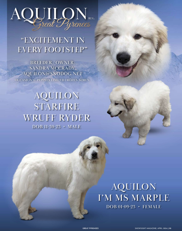 💙 AQUILON GREAT PYRENEES 💙

◾Breeder/Owner: Sandra McCrady

t.ly/ZuBkM
Enjoy the Article: bit.ly/3XLpodC

#greatpyrenees #purebred #dogshow #dogshow2024 #bestinshow #bestinshowsight #showsightmag #showsightmagazine