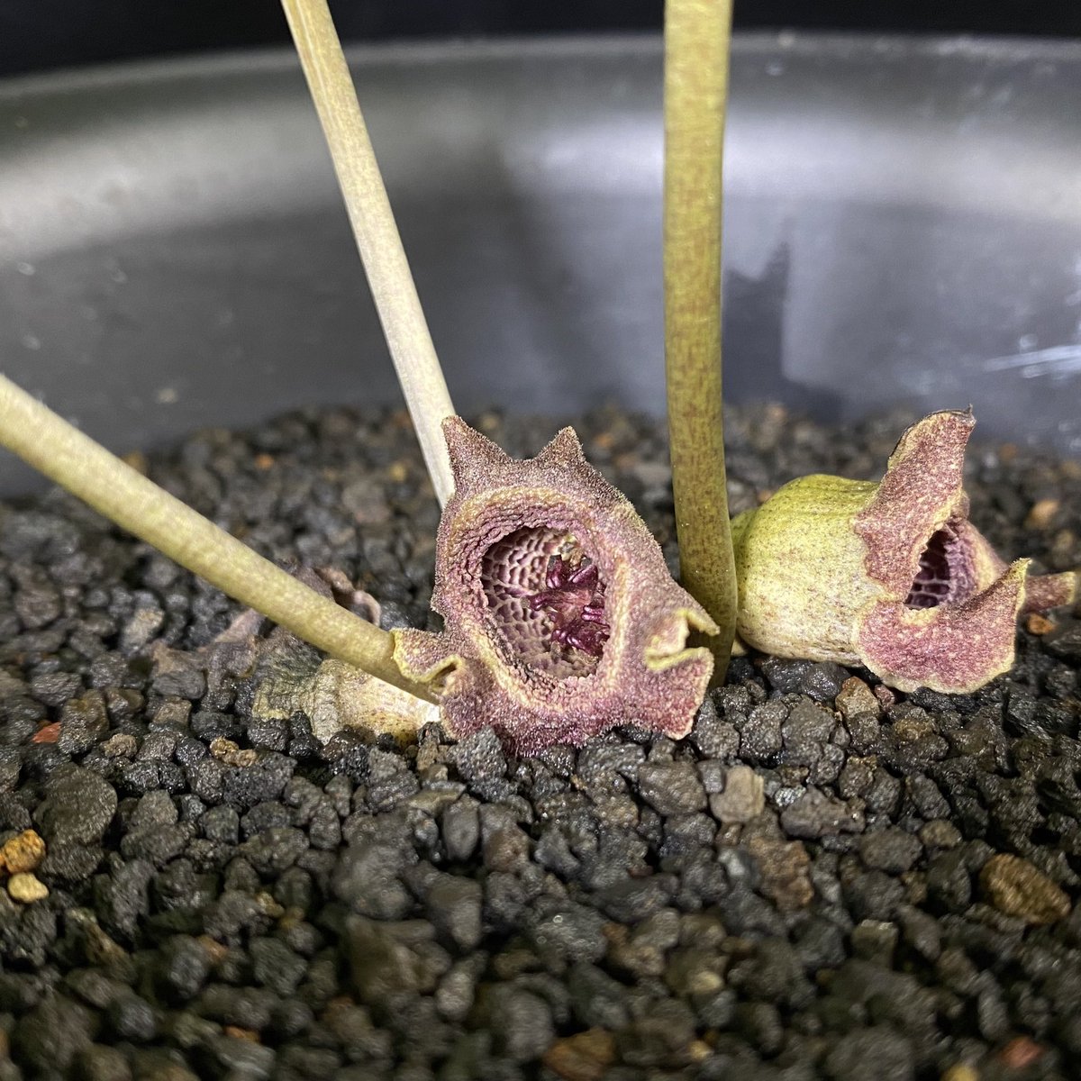 ヒロクチカンアオイ ヒロクチカンアオイの花 | kulif 化石 富貴蘭 石斛 寒葵 食虫植物 桜草
