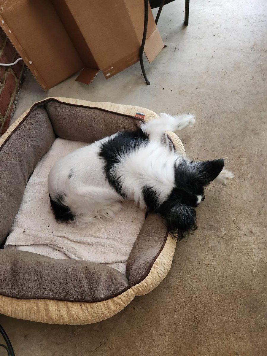 LOST DOG - Irmo / Columbia SC

• Missing from Clearview Drive on 5/2/2024.
• Bandit is a 17.5-year-old, blind, and deaf Papillion.
• Please DM if you have ANY information.