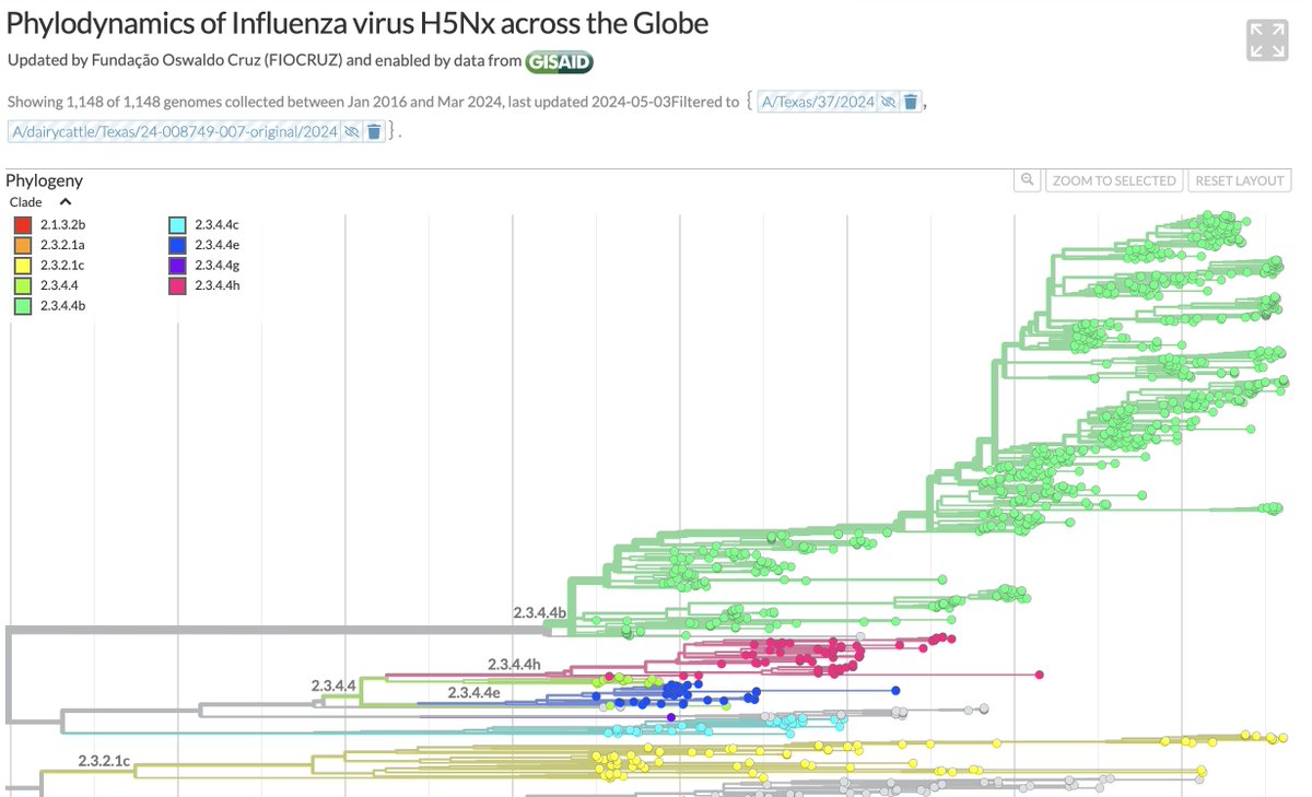 Came down with the worst flu I've ever experienced this week. Found out from @GISAID we've been registering H5N1 cases in humans and cattle here in the US? That is bad news.