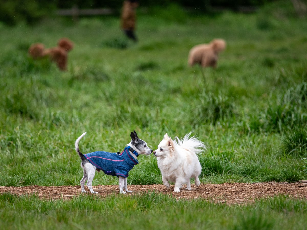 ☁ときどき🌂　今朝も早起きし、ラジオ ハッチポッチステーションほかを聴き逃しで聴いてから #犬散歩 
映画「おまえの罪を自白しろ」を観たあとに少し昼寝。残りはラジオ三昧（テルサン←イマココ）