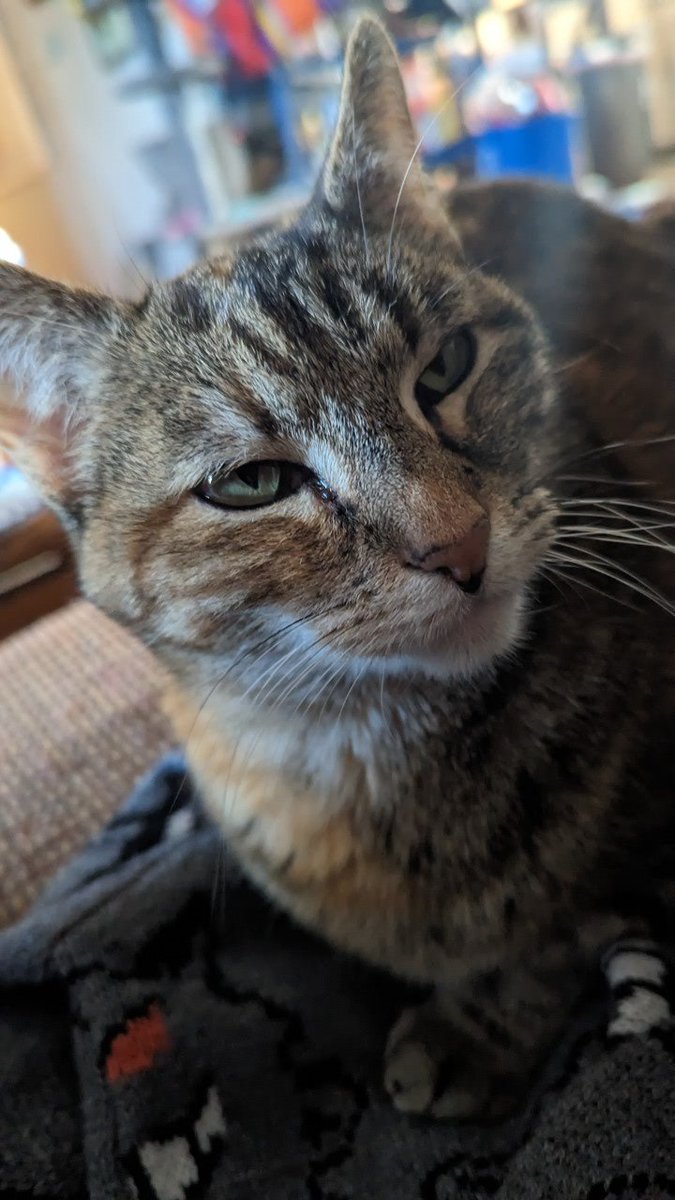 she thinks the world is her litter box