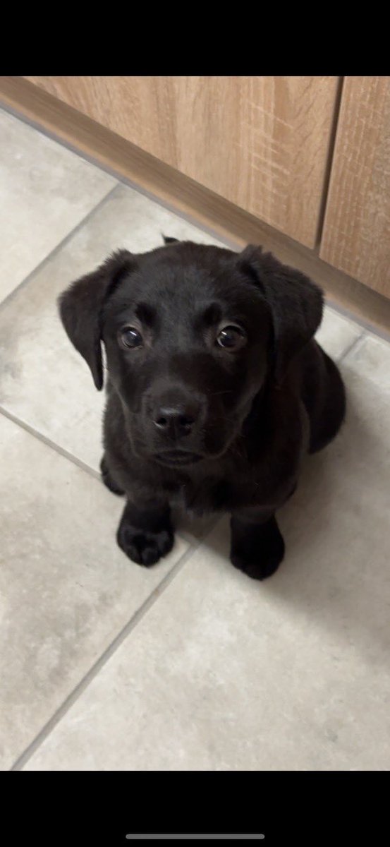 Gorgeous Bonnie #labrador #servicedog for #Autistic #womenagainstabuse