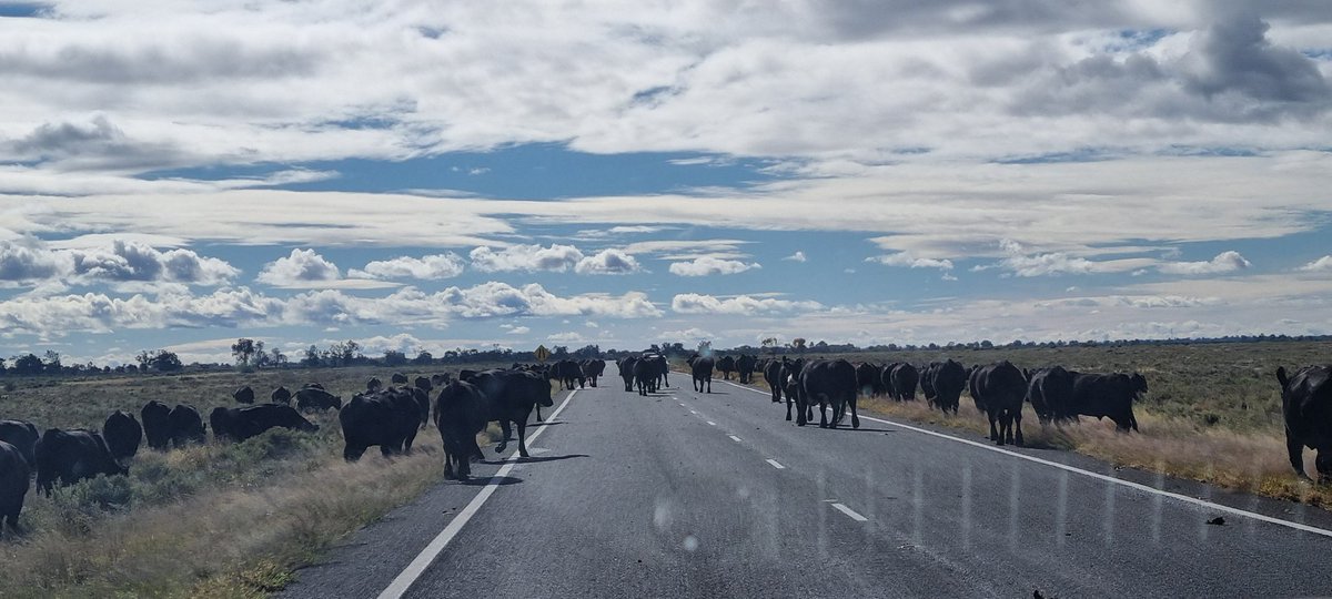 On the road again...Hay NSW to Grenfell...passed a few emus & negotiated safe passage through some steaks 🐃🥩
#vanlife
#vanlifestyle 
#lifeontheroad 
#travelling