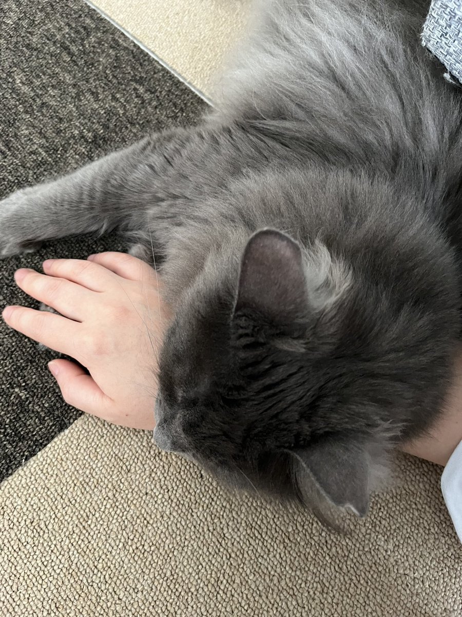 猫様の枕になりました。 #cat #猫　#腕枕