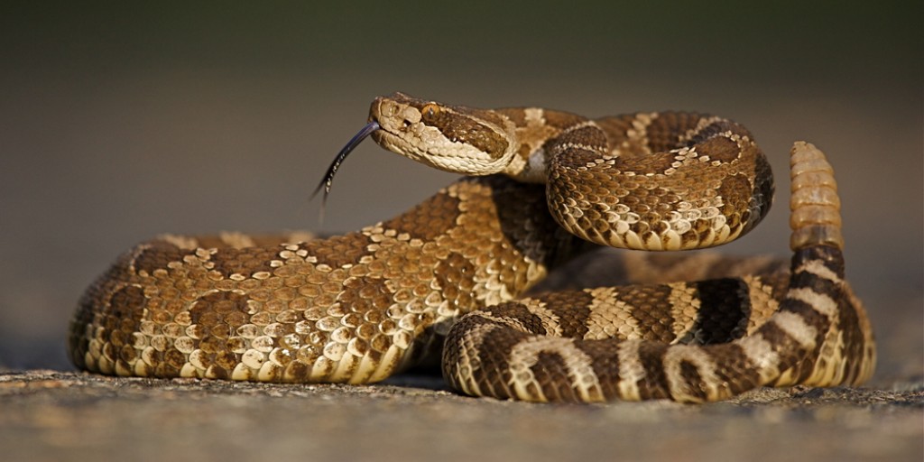Rattlesnake season is upon us! 🚨 Stay prepared by knowing what to do in case of a snake bite. Learn more ➡️ scripps.org/6972tw