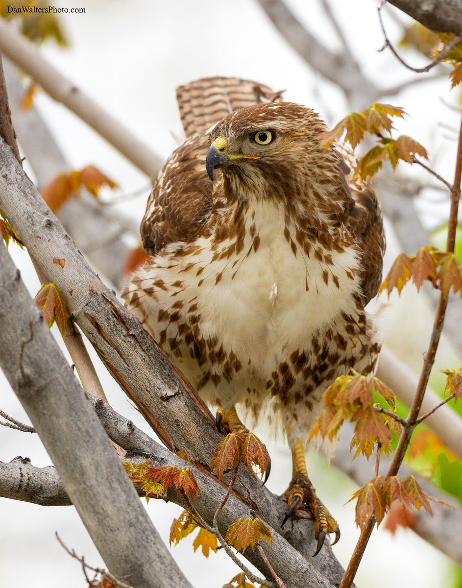 This young red-tailed hawk was busy looking for it's next breakfast.
Canon R6
500mm f/4L
1/1000 f/5.0 ISO 1600
#colorado #birdphotography  #birdwatching  #canonR6 #wildlife