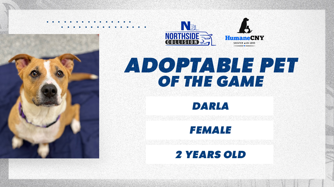 Miss. Darla ❤️ This 2-year-old girl gets along with male dogs. She had a litter of pups and is now ready for a home of her own! Learn more about our @NsideCollision Adoptable Pet of the Game at humanecny.org