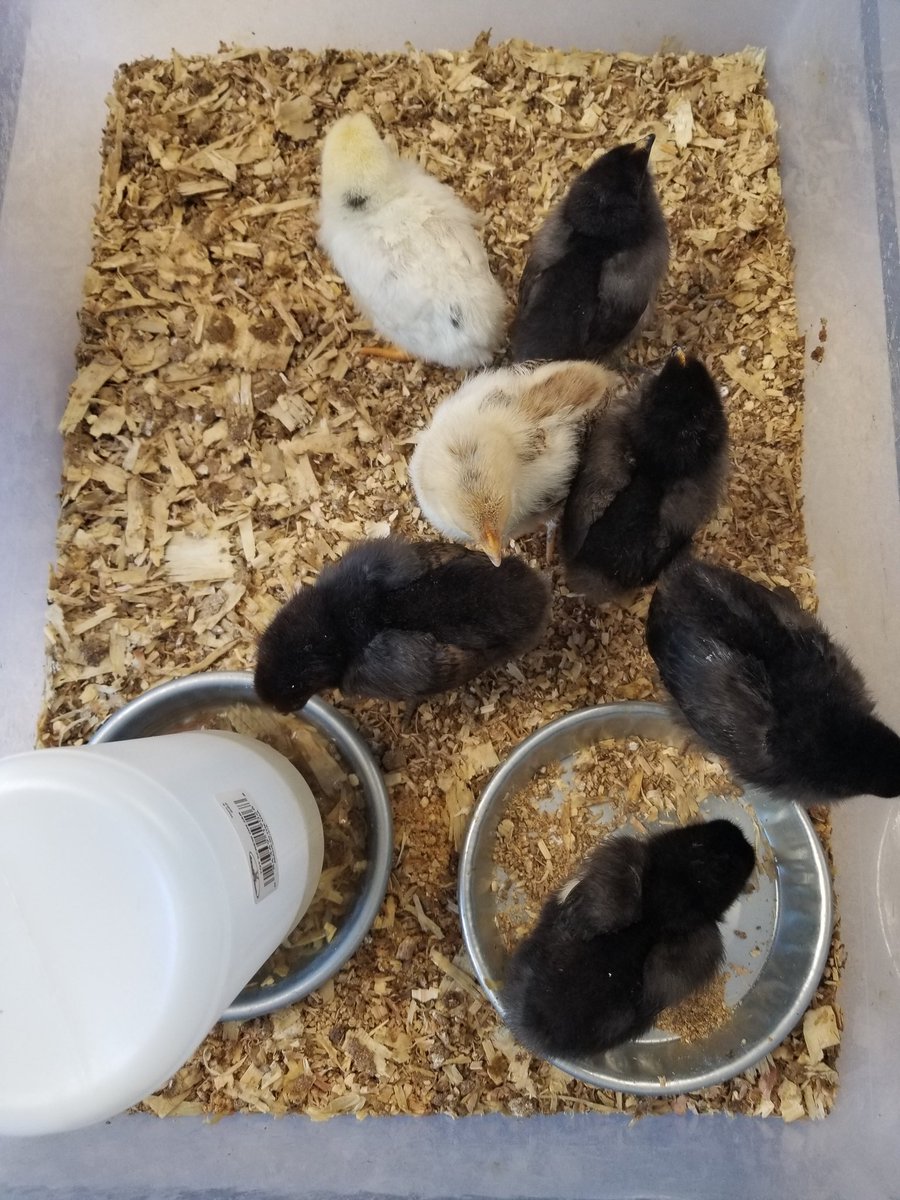 We had some cute visitors this week! #EverestPride #WestonPride