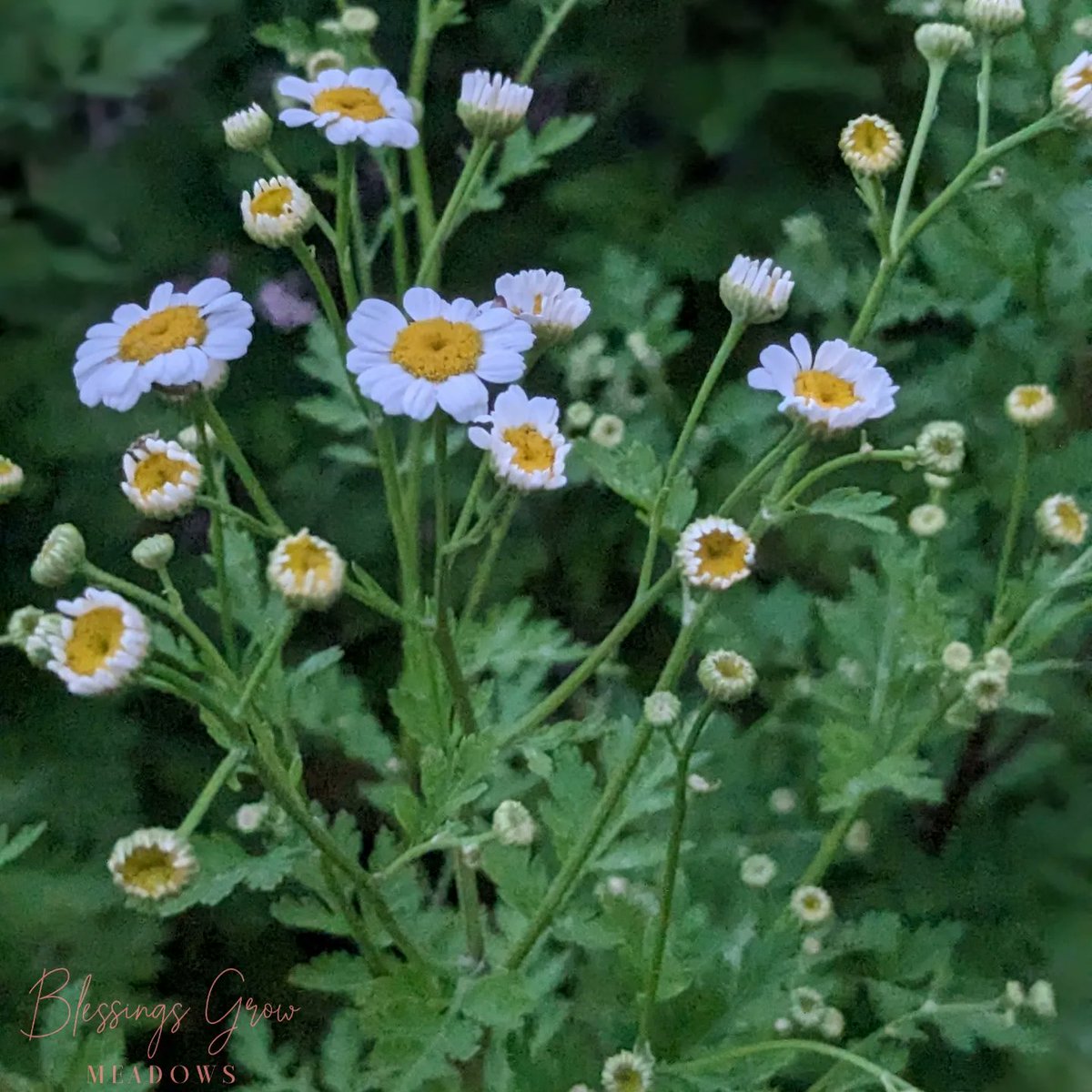 Have you placed your order for Mother's Day yet? We only have a few slots left! Our feverfew patch is blooming just in time! 💐
#feverfew #mothersday #mothersdayflowers #nlessingsgrow #thabkfulfortheharvest #growingwithpurpose #ASCFG #grownnotflown