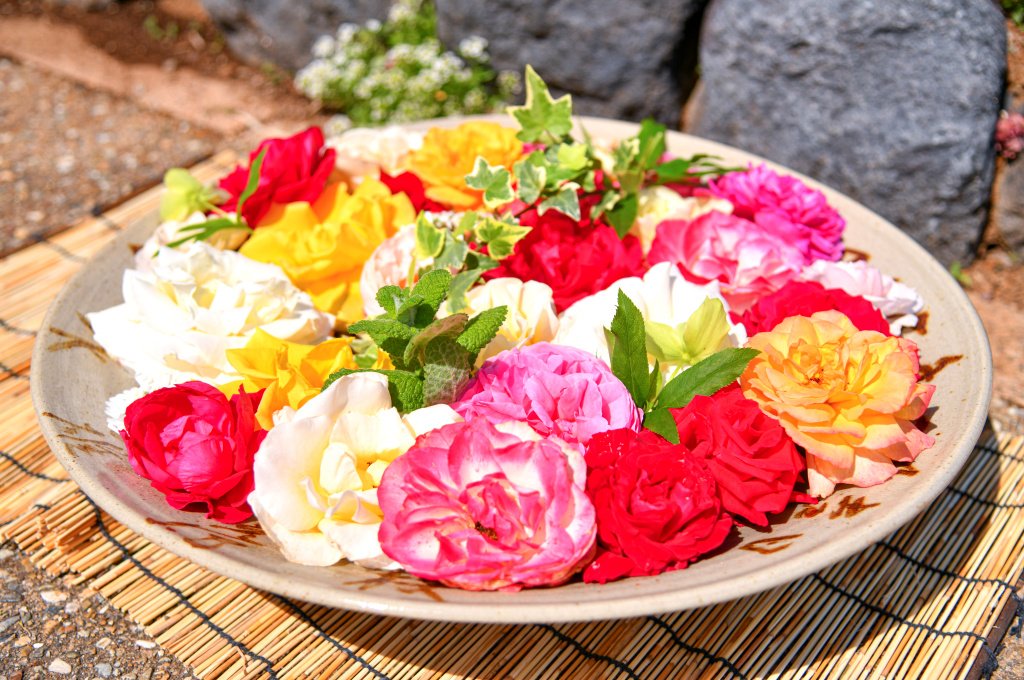 バラの花が見頃の富士市中央公園で「富士ばら祭り」が開催されています！
