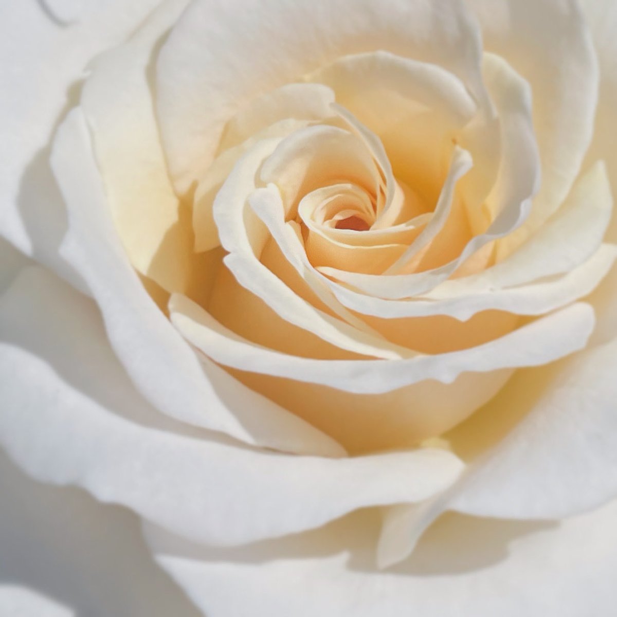 #rose #flowers #flowerphotography #flowerstagram #flwerlovers #naturephotography #nature #naturelovers #バラ #薔薇 #花 #道端の花 #花のある風景 #macro #macroflower #中之島バラ園 #rose