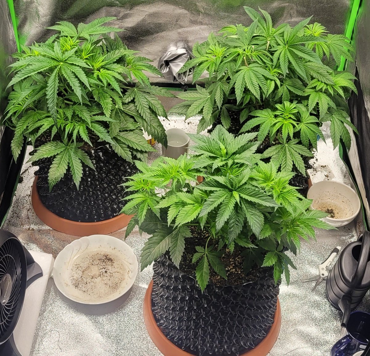 Tag 32 💚 #CannabisCommunity #cannabis #growing #day32