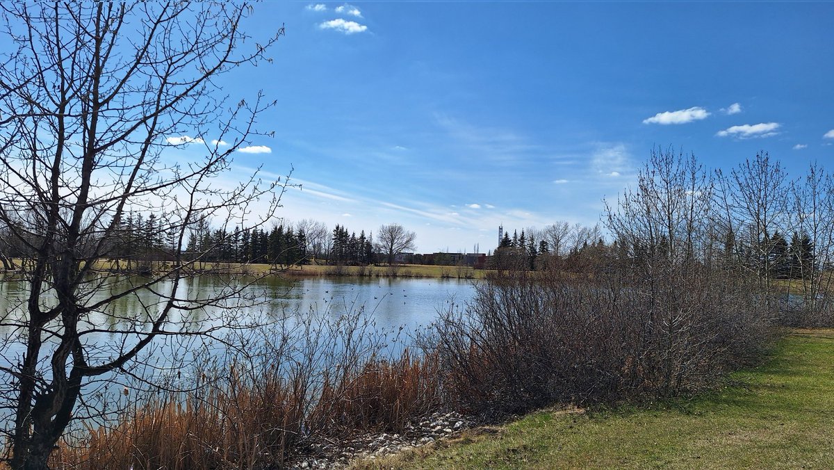 pattage23's tweet photo. Didn't have capability to zoom, so trust me that there are a LOT of black-headed gulls on the water in this shot.
Spring in #Edmonton is beautiful.
#SpringStrolls #yegSpring
(no thread today) https://t.co/SuvZUXxjpU