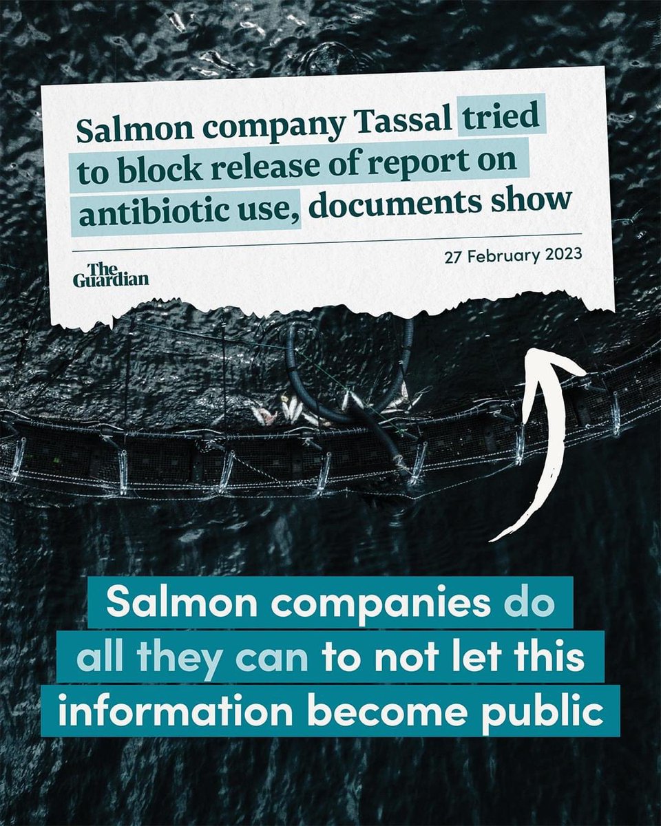 BobBrownFndn's tweet image. Recently, it was revealed that Tasmania’s largest #salmon company used a controversial antibiotic to control a potentially deadly fish disease — but the company and government made no public announcement at the time. 

It’s time to get #toxicsalmon out of Tasmania’s waters 🚫