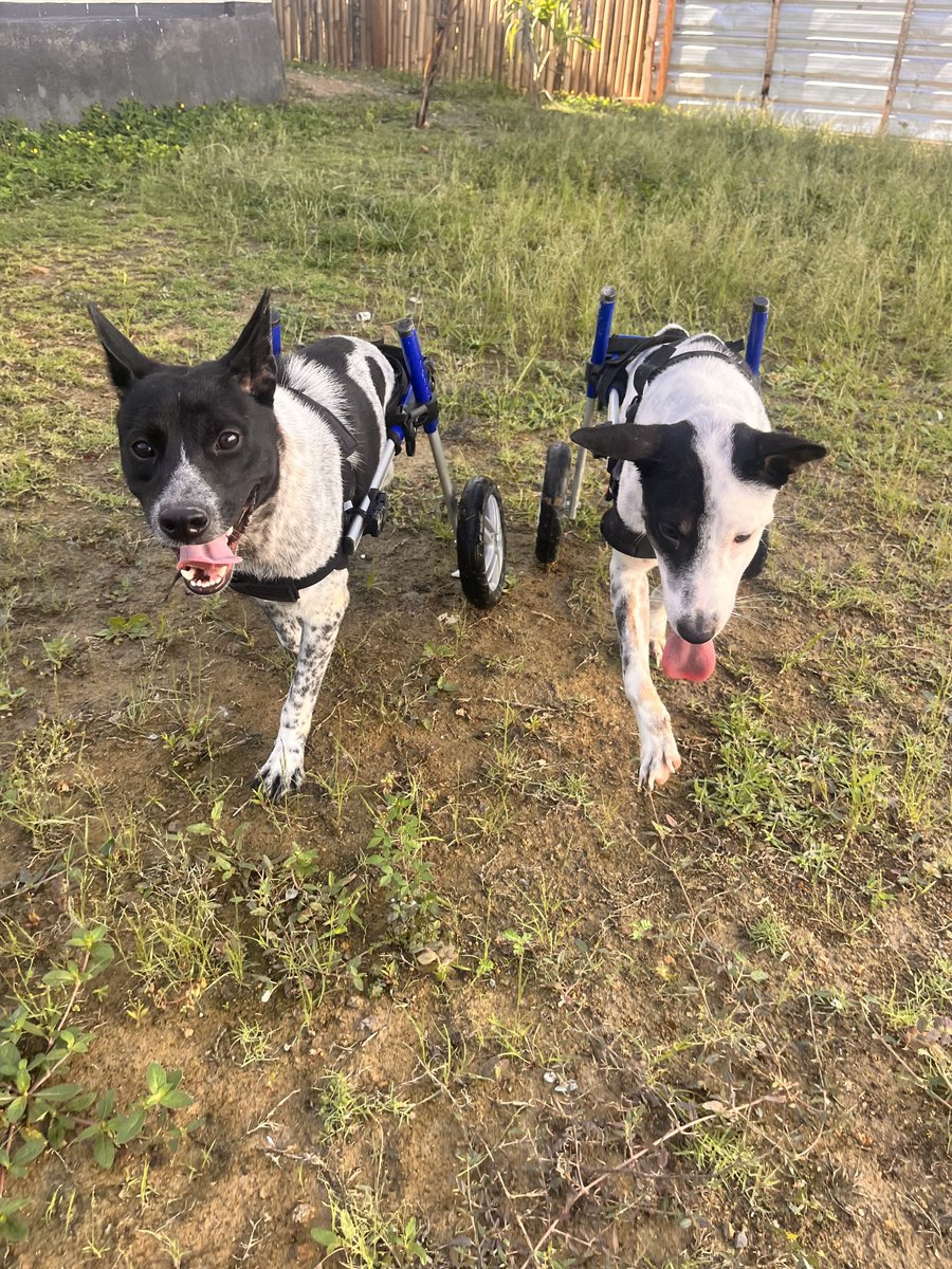 Aman and Napi are trying out his new wheelchair. 
#dogs #dogshelter #dogrescue #rescue #lovedogs #doglovers #puppies #paralizedog #straydogs #doglovers #lovedogs #puppies #doggo #doggy #happydogs #happylife