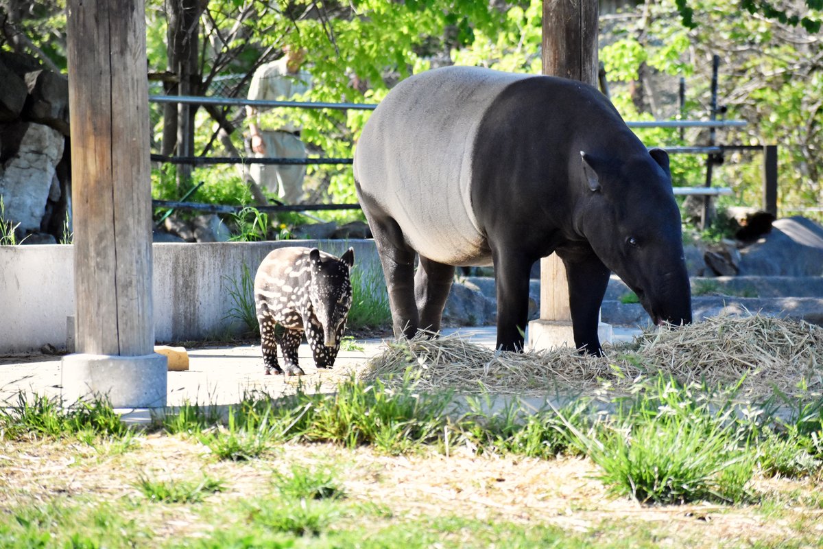 本日のマレーバクワカバと赤ちゃんの一般公開は、気温が高すぎて、赤ちゃんがバテてしまうため夕暮れサファリの時間に公開します。
＃群馬サファリパーク
＃マレーバク
＃一般公開