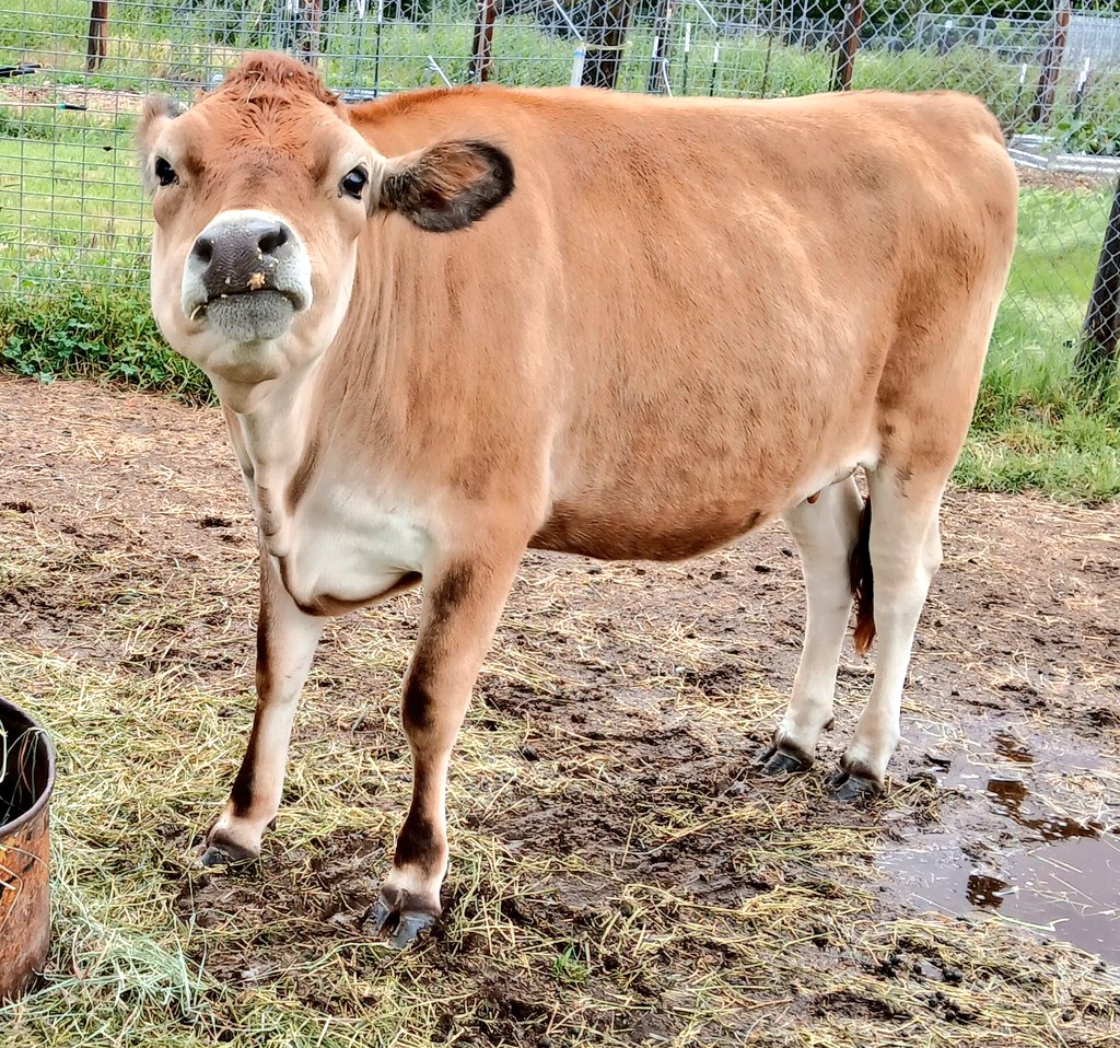 I told Lucy she needs to eat more grass out there, not fill up on feed pellets and alfalfa. This is the look she gave me 😅