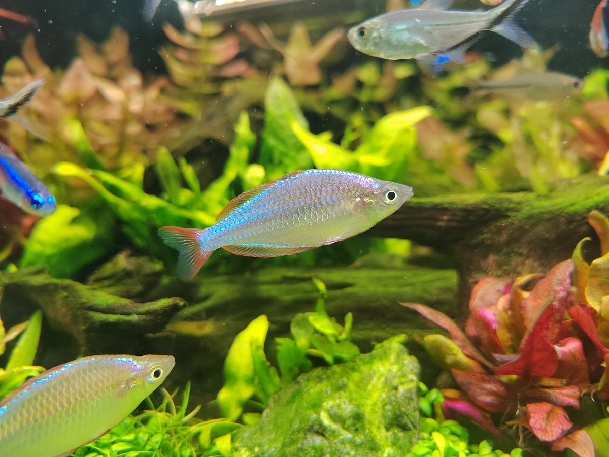 4k粉啦，抽奖咯！转发+关注/回复+关注在下周星期五5月10号我会抽一个人来画嗷！
（我养的鱼镇楼）