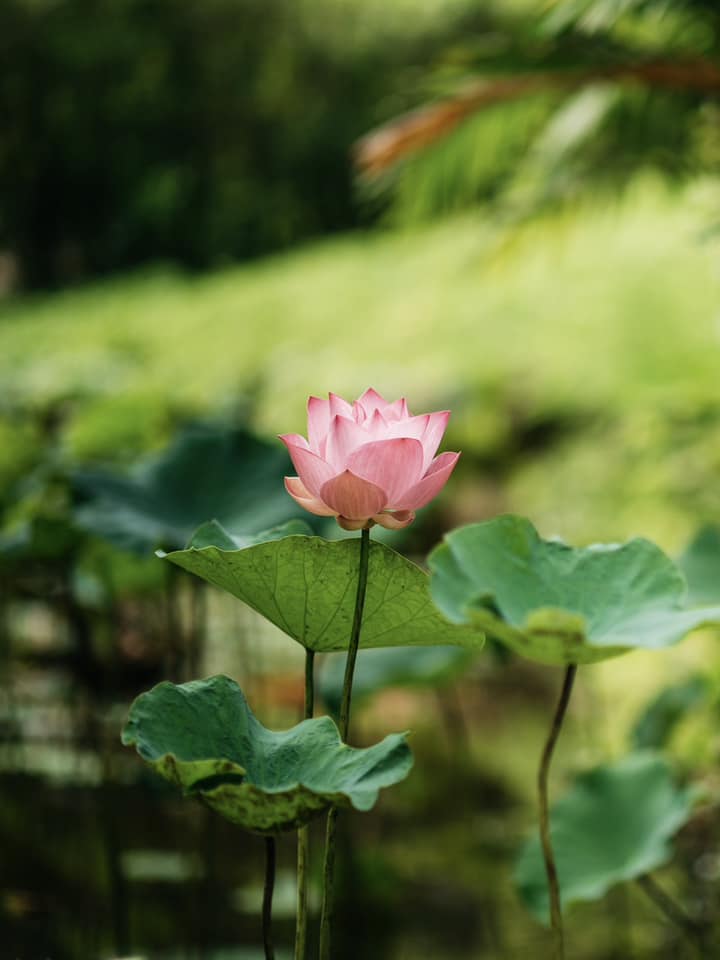 Rejuvenate and reconnect with the peaceful nature at #PhulayBay
An uplifting experience awaits at phulaybay.com
#PhulayBayReserve #RCmemories #RCReserve #AndamanSea #Krabi #Thailand2024