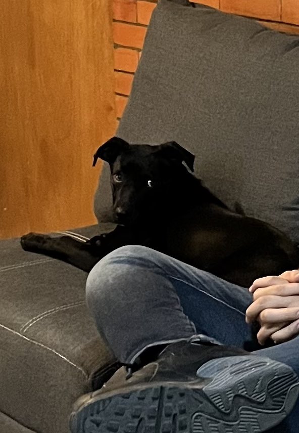 Amigos necesito ayuda para encontrarle hogar a Tomás, tiene 4 meses, es muy juguetón. Tiene la primer vacuna y está desparasitado 
📍Puebla