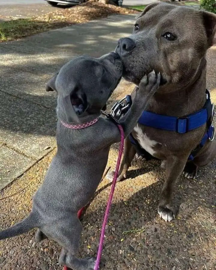 Nothing melts hearts quite like witnessing two dogs playing on the sidewalk while a baby pup share an adorable kiss! 🐾💕 #Aww #UnconditionalLove #BestFriends #Wholesome